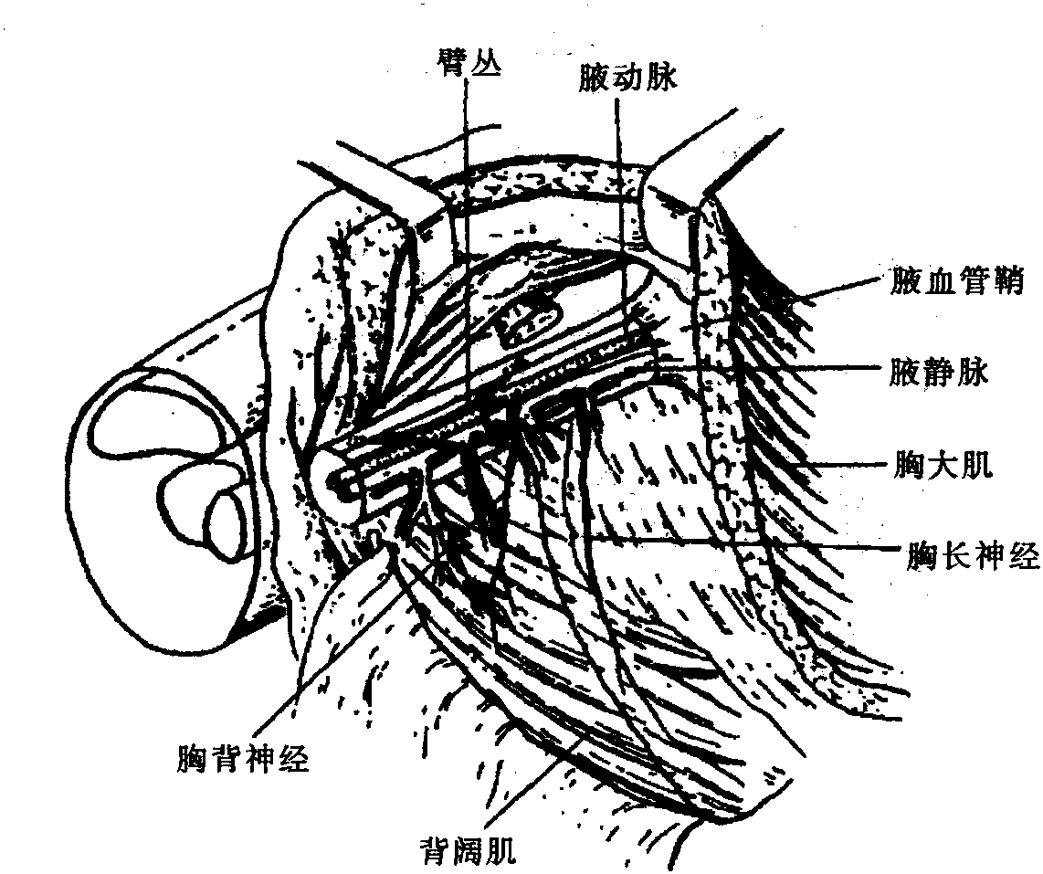 第四節(jié) 乳房的神經(jīng)
